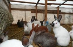 Выращивание кроликов на мясо в домашних условиях Все о выращивании кроликов в домашних условиях